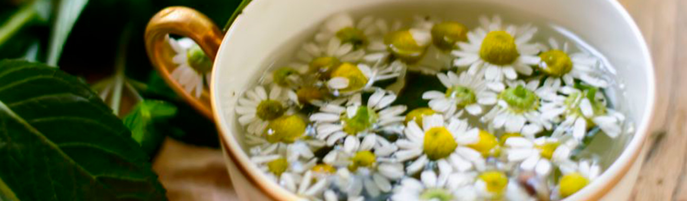 Conoce las mas efectivas hierbas para dolores menstruales